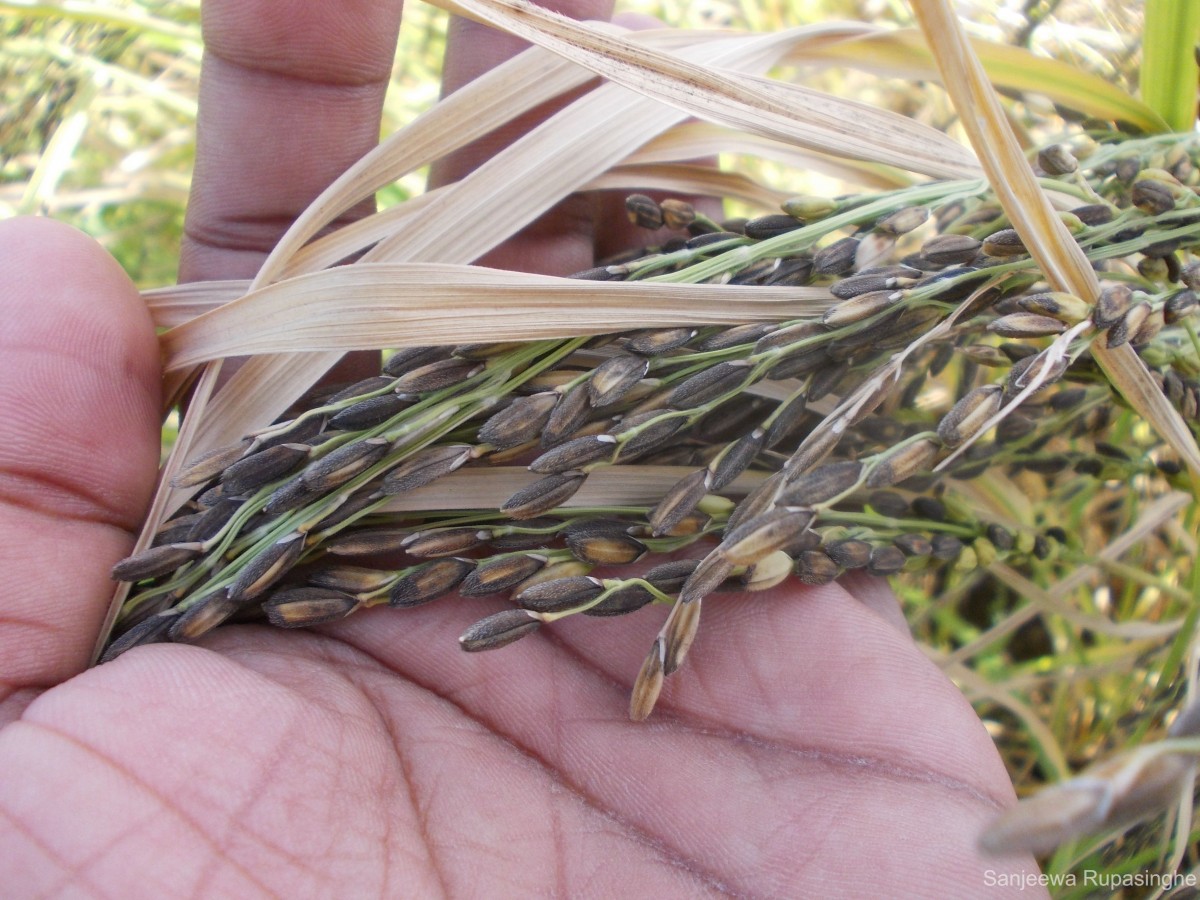 Oryza sativa L.